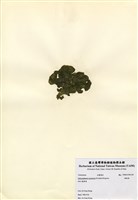 藏品(網球藻)的圖片